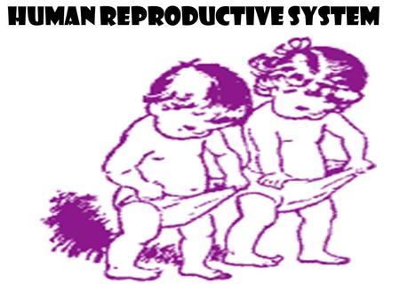 Human Reproductive System