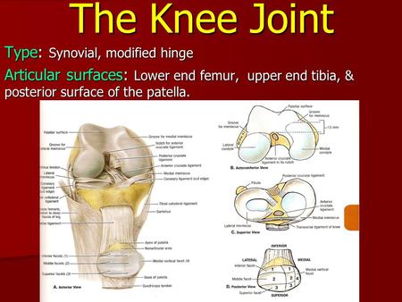 The Knee Joint Type: Synovial, modified hinge