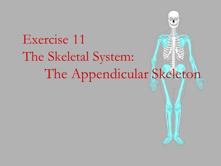 Exercise 11 The Skeletal System: The Appendicular Skeleton