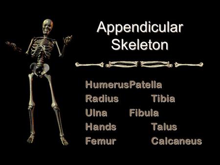 HumerusPatella RadiusTibia UlnaFibula HandsTalus FemurCalcaneus HumerusPatella RadiusTibia UlnaFibula HandsTalus FemurCalcaneus Appendicular Skeleton Appendicular.