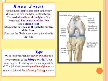 Knee Joint Type Is the most complicated joint in the body