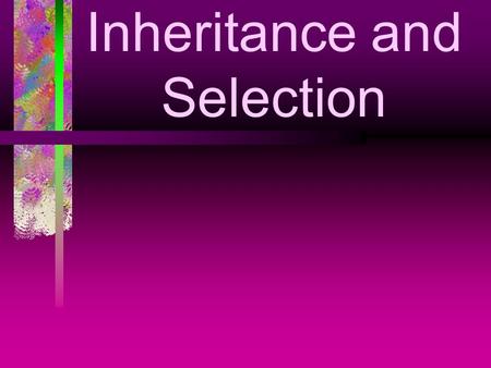 Inheritance and Selection. WALT Offspring are similar but not identical to their parents. Some characteristics are inherited These variations occur in.