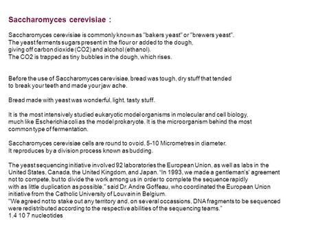 Saccharomyces cerevisiae : Saccharomyces cerevisiae is commonly known as bakers yeast or brewers yeast. The yeast ferments sugars present in the flour.