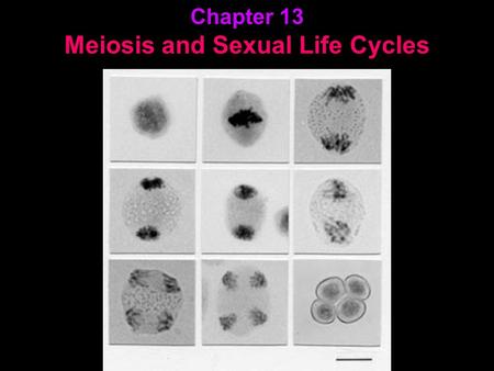 Chapter 13 Meiosis and Sexual Life Cycles