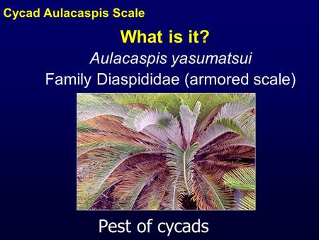 What is it? Pest of cycads Cycad Aulacaspis Scale Aulacaspis yasumatsui Family Diaspididae (armored scale)