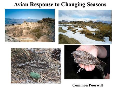 Avian Response to Changing Seasons Common Poorwill.