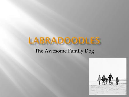 The Awesome Family Dog. Copyright 2012 by Lisa Birdsbill  They are a cross breed, so you won’t know what you get until you see it  They are very gentle,