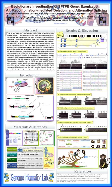 Abstract The SFTPB (surfactant, pulmonary-associated protein B) gene on human chromosome 2p11.2 encodes an amphipathic surfactant protein essential for.