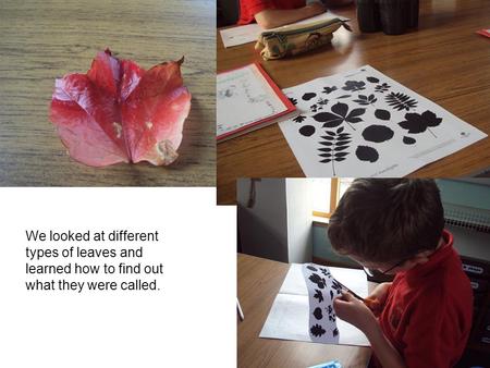 We looked at different types of leaves and learned how to find out what they were called.