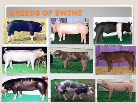 BREEDS OF SWINE.