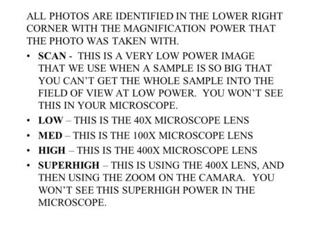 ALL PHOTOS ARE IDENTIFIED IN THE LOWER RIGHT CORNER WITH THE MAGNIFICATION POWER THAT THE PHOTO WAS TAKEN WITH. SCAN - THIS IS A VERY LOW POWER IMAGE THAT.