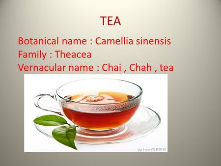 TEA Botanical name : Camellia sinensis Family : Theacea