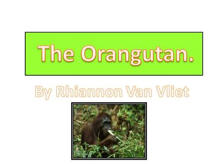 Oran tans are the largest tree-living mammals in the world. There are two types, the Bornean Orang-utan and the Sumatran orang-utan. The Bornean Orang-utan.