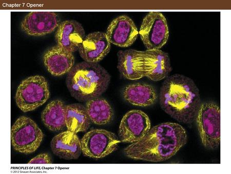 Chapter 7 Opener. Figure 7.1 The Importance of Cell Division.