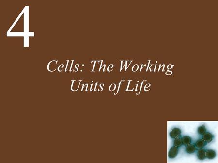 Cells: The Working Units of Life