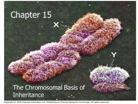 Chapter 15 The Chromosomal Basis of Inheritance. Early Days of Genetics  Pre 1900, geneticists and cytologists studied mitosis and meiosis.  In 1900,