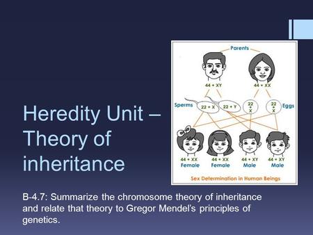 Heredity Unit – Theory of inheritance B-4.7: Summarize the chromosome theory of inheritance and relate that theory to Gregor Mendel’s principles of genetics.