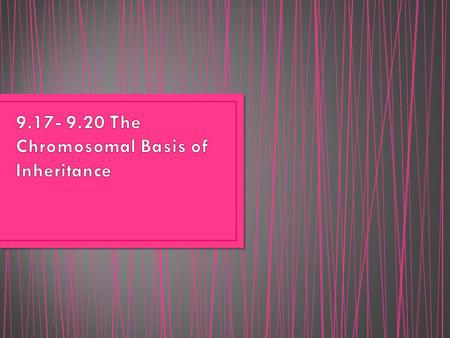 Chromosomal Theory of Inheritance- Genes are located on c’somes and the behavior of c’somes during meiosis & fertilization accounts for inheritance.