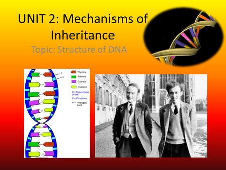 UNIT 2: Mechanisms of Inheritance