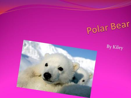 By Kiley. Where is this animal found? There found only in the Northern Artic.