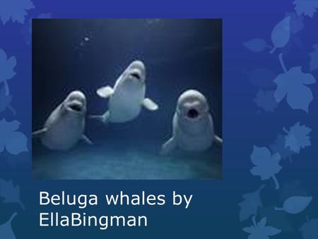 Beluga whales by EllaBingman. Length and weight and body parts Beluga whales grow to be 15 feet long.beluga whales weigh over 3,300 pounds. beluga whales.