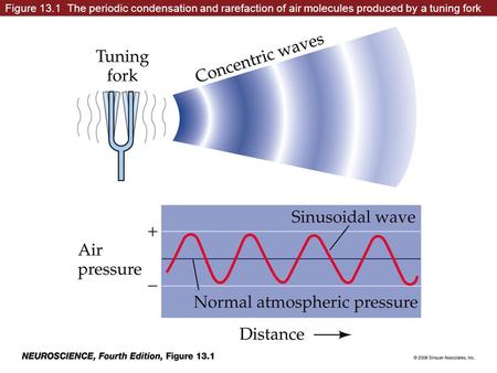 Figure 13.1 The periodic condensation and rarefaction of air molecules produced by a tuning fork neuro4e-fig-13-01-0.jpg.