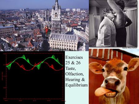 Copyright © 2004 Pearson Education, Inc., publishing as Benjamin Cummings Exercises 25 & 26 Taste, Olfaction, Hearing & Equilibrium.