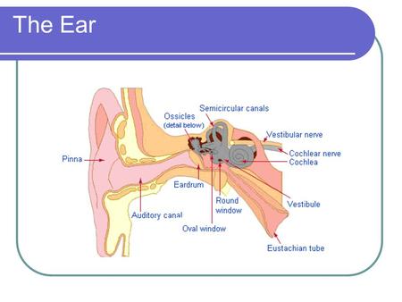 The Ear.