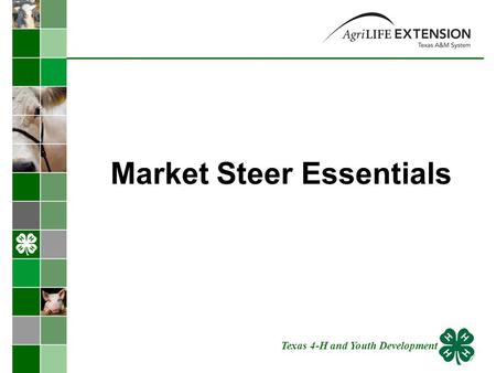 Market Steer Essentials Texas 4-H and Youth Development.