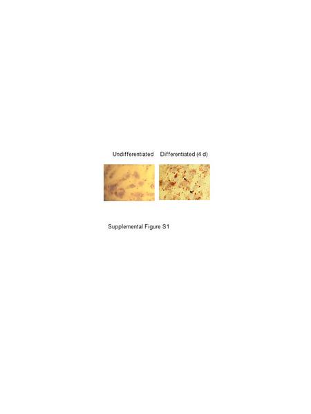 Undifferentiated Differentiated (4 d) Supplemental Figure S1.