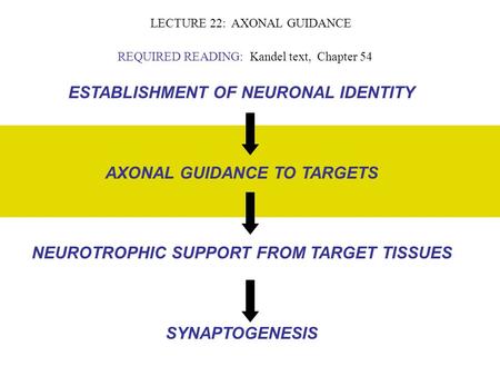 ESTABLISHMENT OF NEURONAL IDENTITY