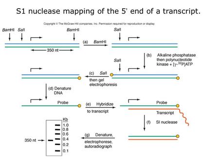 S1 nuclease mapping of the 5’ end of a transcript.