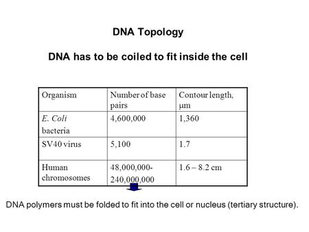 DNA Topology DNA has to be coiled to fit inside the cell OrganismNumber of base pairs Contour length,  m E. Coli bacteria 4,600,0001,360 SV40 virus5,1001.7.