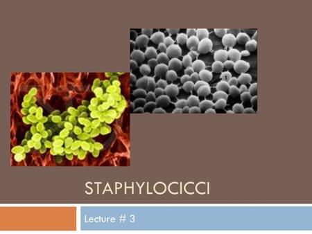 STAPHYLOCICCI Lecture # 3. Staphylococcus sp.  Morphology:  Gram positive cocci.  In clusters  Culture:  Facultative anaerobes  Incubation 37ºC.