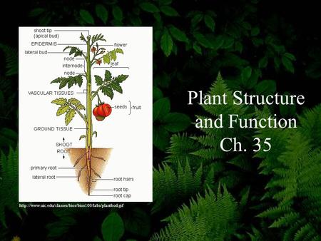 Plant Structure and Function Ch. 35