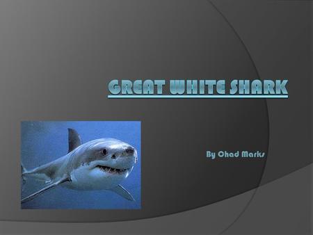 Great White Shark By Chad Marks.