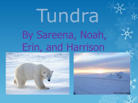 Tundra By Sareena, Noah, Erin, and Harrison. Tundra Biome Map Info  Arctic  Alpine  Canada, Alaska, Greenland, South America, Asia.