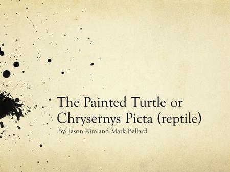 The Painted Turtle or Chrysernys Picta (reptile) By: Jason Kim and Mark Ballard.