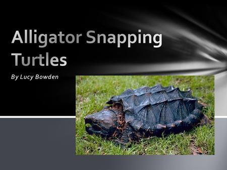 By Lucy Bowden. An alligator snapping turtle is a reptile. An alligator snapping turtle has rough scaly skin Type of animal.