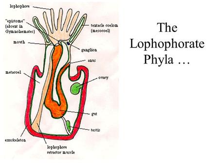 The Lophophorate Phyla …. Phylum Bryozoa Phylum Brachiopoda.