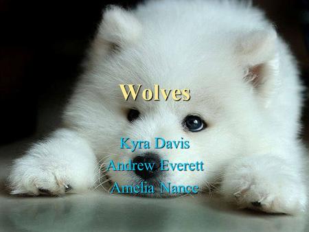 Wolves Kyra Davis Andrew Everett Amelia Nance. Appearance Appearance Wolves are similar to dogs because it has fur and ears that stick up just like a.