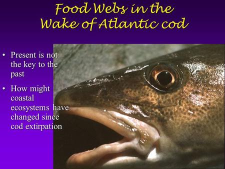 Food Webs in the Wake of Atlantic cod Present is not the key to the pastPresent is not the key to the past How might coastal ecosystems have changed since.