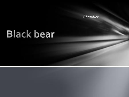 Chandler. Black Bear Habitat. Black bears live in the mountains where it is cold and woodsy so they can have protection and food to eat.