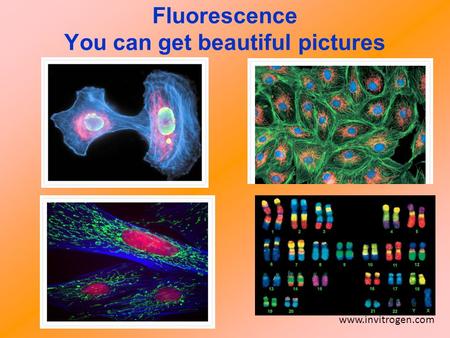 Fluorescence You can get beautiful pictures