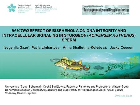 IN VITRO EFFECT OF BISPHENOL A ON DNA INTEGRITY AND INTRACELLULAR SIGNALING IN STURGEON (ACIPENSER RUTHENUS) SPERM Ievgeniia Gazo*, Pavla Linhartova, Anna.