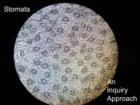 Stomata An Inquiry Approach. Background 3 Stomata