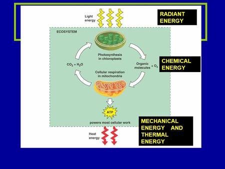 How producers and consumers are connected! obtaining ENERGY RADIANT ENERGY CHEMICAL ENERGY MECHANICAL ENERGY AND THERMAL ENERGY.