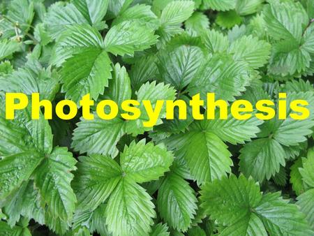 Photosynthesis.