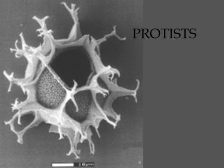 PROTISTS.