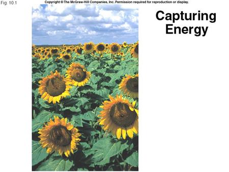 Fig. 10.1. 3 Stages of Photosynthesis 1.Capturing light energy 2.Using this energy to make ATP to split H2O molecules and use (H+) to reduce NADP+ to.